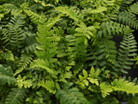 Hardy Fern Polystichum aculeatum